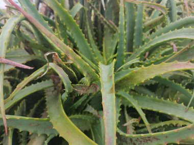 Aloe ağaçlarının yaprakları üçgen yapraklarla kaplı.