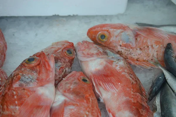 Red Fish Red Fish Barbecue Preparation — Stock Photo, Image