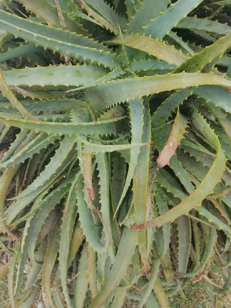 Aloë Arborescens Bladeren Met Driehoekig Blad — Stockfoto