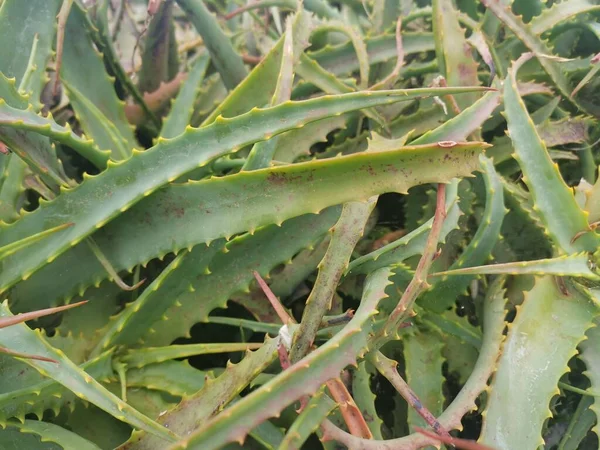 Foglie Aloe Arborescens Con Fogliame Triangolare — Foto Stock