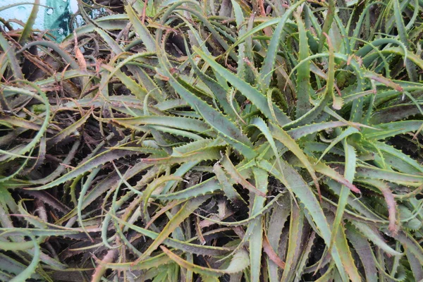 Aloe Arborescens Levelek Háromszögletű Lombozattal — Stock Fotó