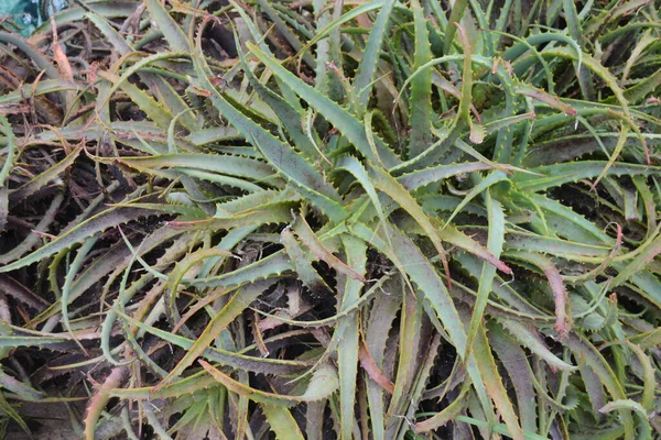 Aloe Arborescens Levelek Háromszögletű Lombozattal — Stock Fotó