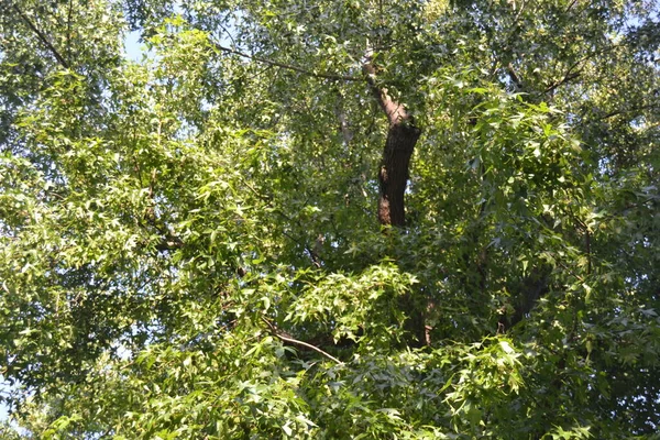 Dulce Americano Árbol Verde Muy Hermoso — Foto de Stock