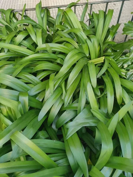 Agapanthus Green Plant Botanic — 스톡 사진