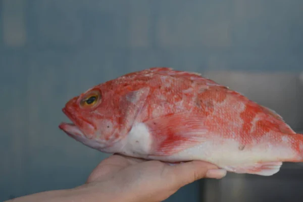 赤魚と赤魚バーベキューの準備 — ストック写真