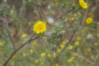 Kurtçuk marulu ya da kompozitae, solucan istilasına karşı sıklıkla bir ilaç olarak yetiştirilirdi.