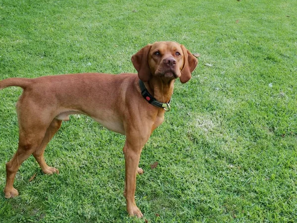 Bruine Hond Staand Poten Een Weide — Stockfoto
