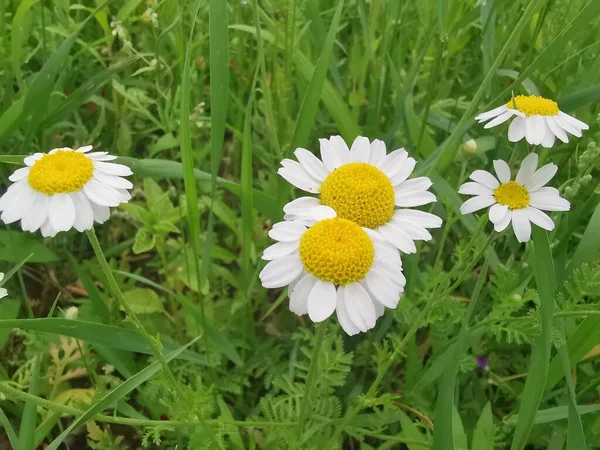 Compositae Roman Chamomile Roman Chamomile Contains Mainly Sesquiterpene Lactones Mainly — 图库照片