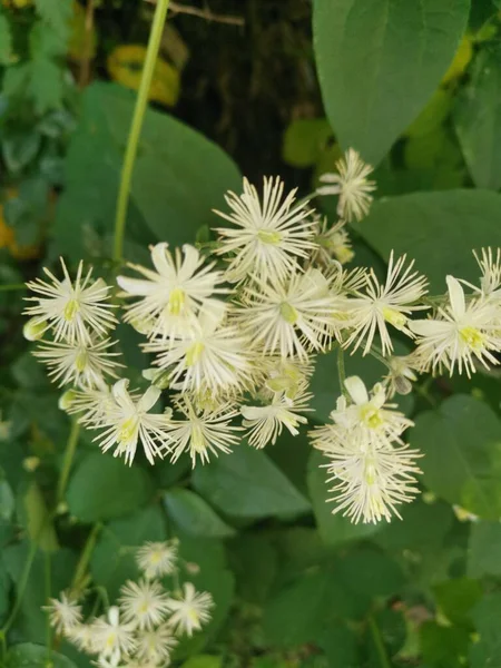 Ranunkulaceae Nebo Lezení Clematis Části Rostliny Jsou Jedovaté Protoanemoninem Míza — Stock fotografie