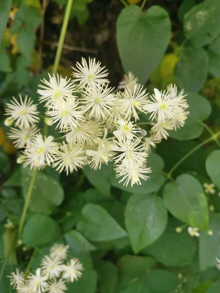 Ranunculaceae Clematis Escalada Partes Planta São Venenosas Por Protoanemonina Seiva — Fotografia de Stock