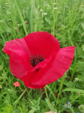 Kırmızı çiçekli gelinciklerle dolu bahçede.