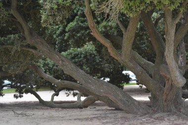 Yerden çok güçlü dallarla ağaç dalları çıkar.