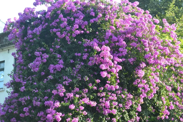 Eine Zauberhafte Lila Blume Garten — Stockfoto