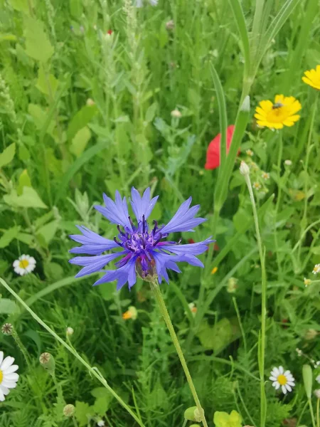 Yeşil yapraklarla dolu tarlada, mor sarı ve kırmızı çiçeklerle