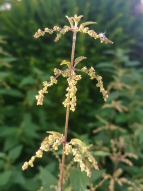 Çiçekli yeşil ısırgan otu, pürüzlü yapraklar