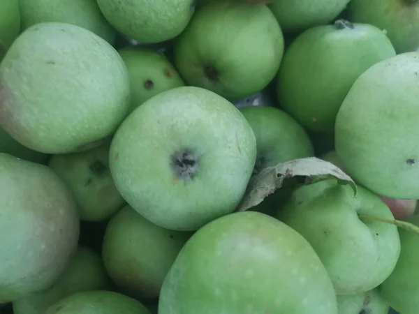 Green Apples Fresh Tree Yet Fully Ripe — Stock Photo, Image