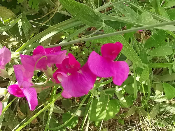 Nesli tükenmekte olan tatlı bezelyem yeşil yapraklı güzel pembe yapraklar.