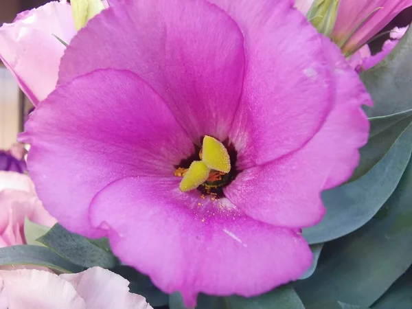 Eine Schöne Blume Der Enzianart Mit Schönen Blütenblättern — Stockfoto