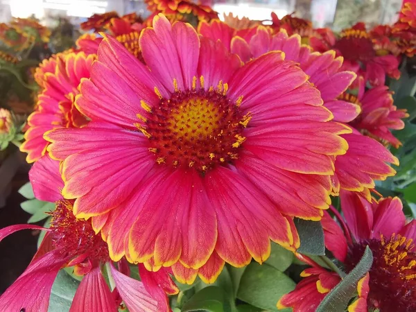 Krásná Okrasná Květina Okvětních Lístcích Dvě Tři Barevné — Stock fotografie