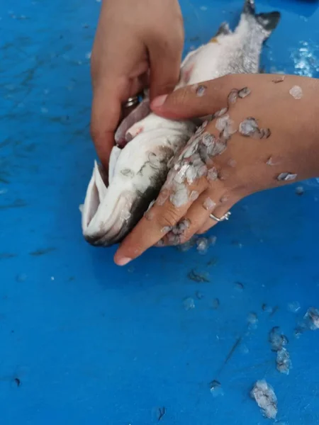 Suyun altını temizlemek balıkçının taze balığını hazırlamak.