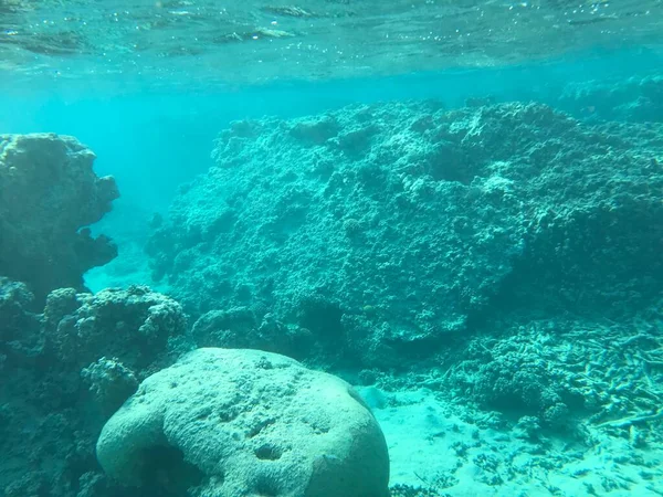 Onderwateropnames Aqaba Jordan Coral Met Gekleurde Vis — Stockfoto