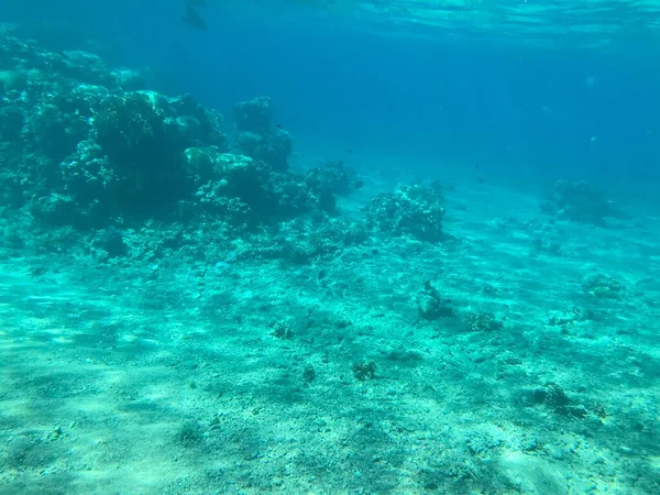 亚喀巴约旦珊瑚海底有色鱼记录 — 图库照片
