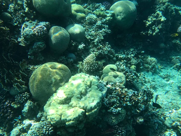 Registrazioni Subacquee Aqaba Jordan Coral Con Pesci Colorati — Foto Stock