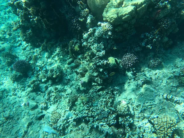 Underwater Recordings Aqaba Jordan Coral Colored Fish — Stock Photo, Image