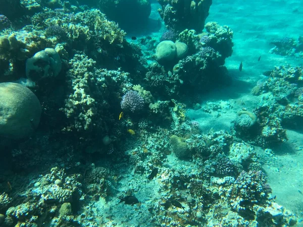 Grabaciones Submarinas Aqaba Jordania Coral Con Peces Colores — Foto de Stock