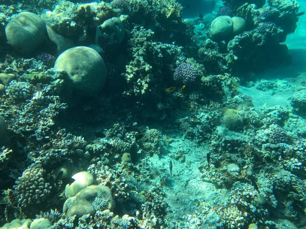 Podvodní Nahrávky Aqaba Jordan Coral Barevnými Rybami — Stock fotografie