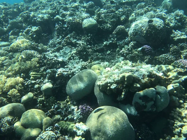 Víz Alatti Felvételek Aqaba Jordan Coral Színes Halakkal — Stock Fotó