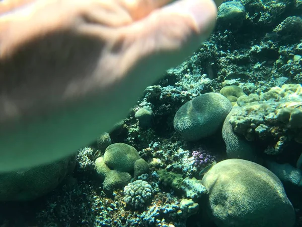 Rekaman Bawah Air Aqaba Jordan Coral Dengan Ikan Berwarna — Stok Foto