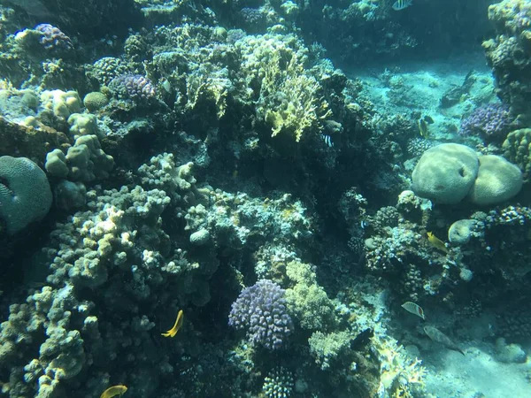 Enregistrements Sous Marins Aqaba Jordanie Corail Avec Des Poissons Colorés — Photo