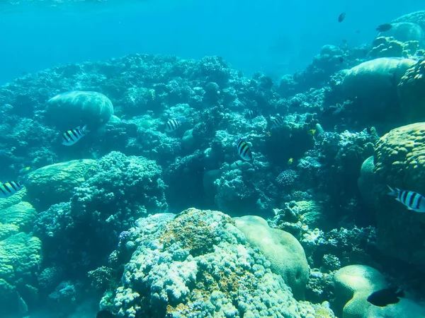 Víz Alatti Felvételek Aqaba Jordan Coral Színes Halakkal — Stock Fotó