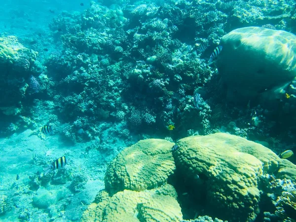 Υποβρύχια Ηχογραφήσεις Aqaba Ιορδανία Coral Χρωματιστά Ψάρια — Φωτογραφία Αρχείου