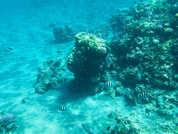 Podvodní Nahrávky Aqaba Jordan Coral Barevnými Rybami — Stock fotografie