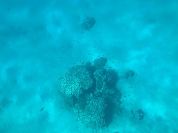 Podvodní Nahrávky Aqaba Jordan Coral Barevnými Rybami — Stock fotografie