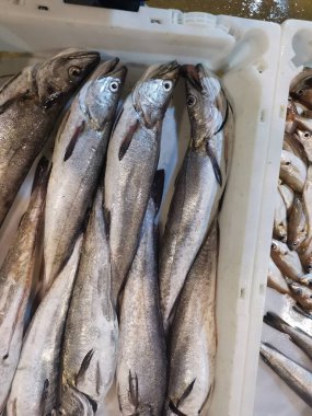 Yeni yakalanan balıklar neredeyse canlıdır.