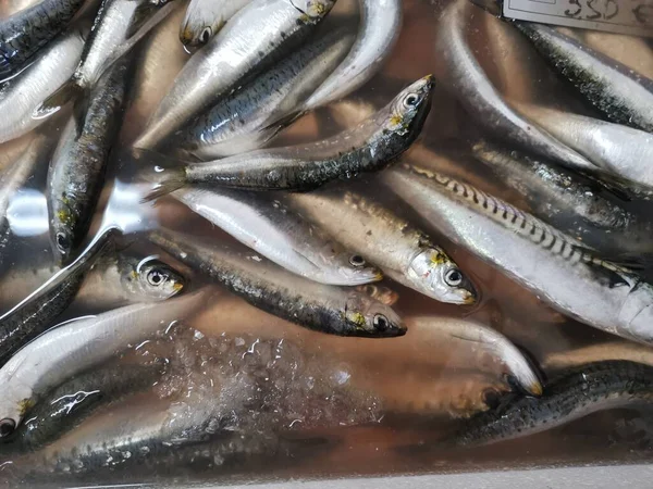 Fische Aus Dem Frischfang Sind Fast Lebendig — Stockfoto