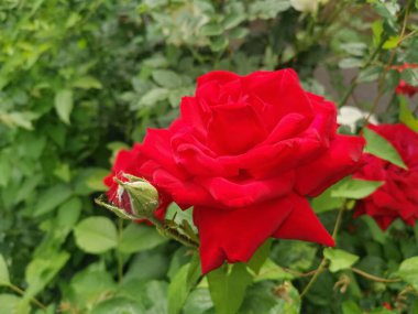 Orta Avrupa 'da doğada çiçekler