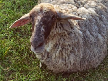 Yeşil arazide otlakta koyunlar