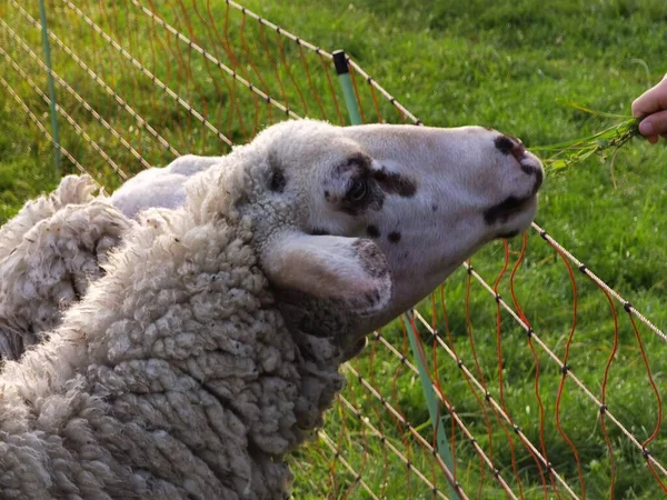 Schapen Weide Het Groene Landschap — Stockfoto