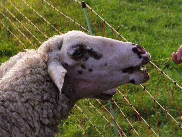 Schapen Weide Het Groene Landschap — Stockfoto