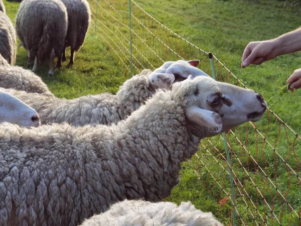 Schapen Weide Het Groene Landschap — Stockfoto