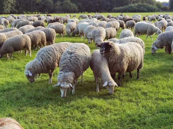 Πρόβατα Βοσκότοπους Στο Καταπράσινο Τοπίο — Φωτογραφία Αρχείου