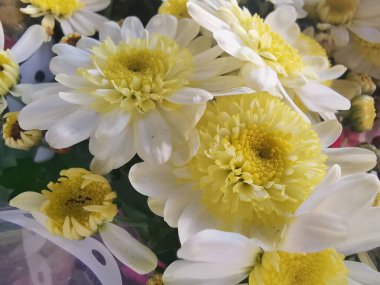 Mor renkli meyveler doğada nadiren bulunur küçük ve yuvarlak teknik terim Berberis aquifolium Pursh