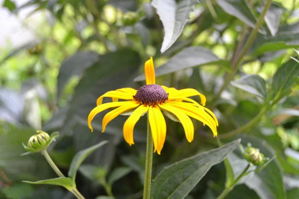 Blume Mit Gelben Blättern Und Brauner Mittelfristiger Rudbeckia Fulgida Aiton — Stockfoto