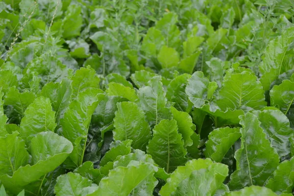 Beterraba Sacarina Folhas Planta Para Fazer Açúcar — Fotografia de Stock