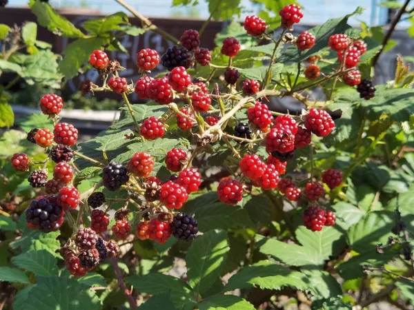 Doğal bitkilerinde böğürtlen