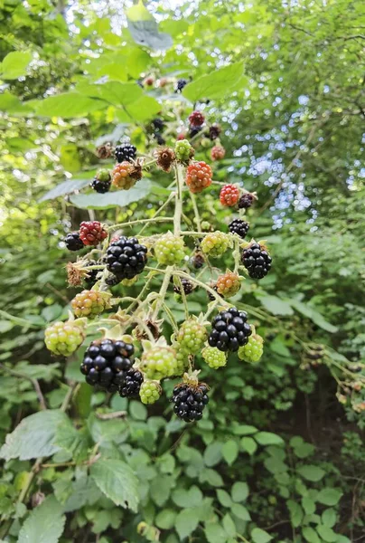 Moras Vegetación Natural — Foto de Stock